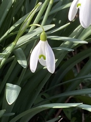 Galanthus nivalis