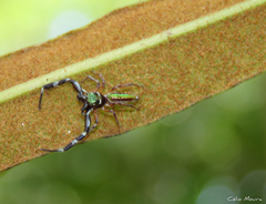 Lurio conspicuus