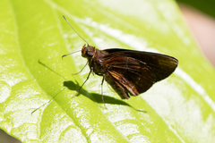Miltomiges cinnamomea