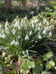 Galanthus nivalis