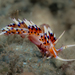 印度灰翼海蛞蝓 - Photo 由 caleidoskopable 所上傳的 (c) caleidoskopable，保留部份權利CC BY-NC