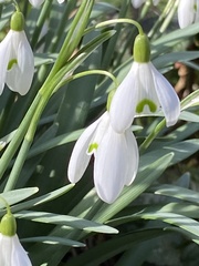 Galanthus nivalis