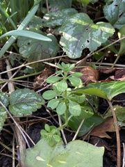 Galium aparine