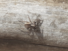 Menemerus bivittatus