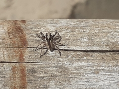 Menemerus bivittatus