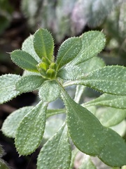 Galium aparine