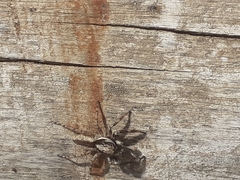 Menemerus bivittatus