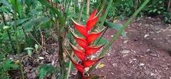Heliconia bihai