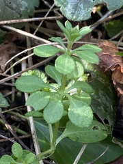 Galium aparine