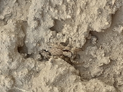 Menemerus bivittatus