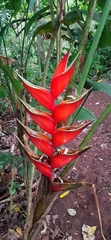 Heliconia bihai