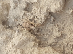 Menemerus bivittatus