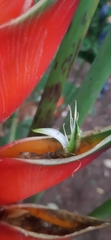 Heliconia bihai