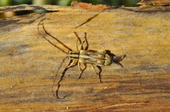 Rosalba alboapicalis