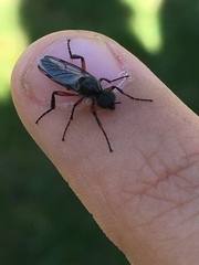 Bibio femoratus
