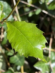 Quercus ilex