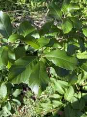 Quercus ilex