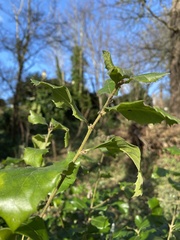 Quercus ilex
