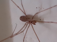 Physocyclus globosus