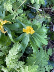 Eranthis hyemalis
