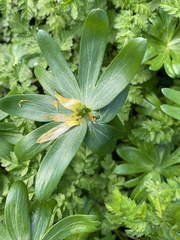 Eranthis hyemalis