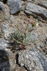 Chylismia claviformis aurantiaca