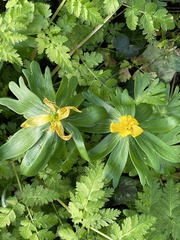 Eranthis hyemalis