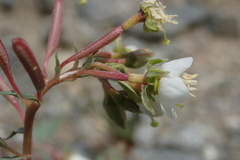 Chylismia claviformis aurantiaca