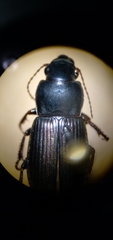 Harpalus rubripes