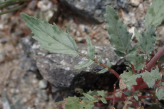 Chylismia claviformis aurantiaca