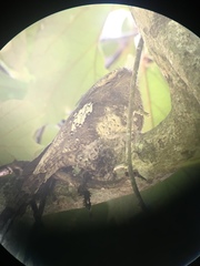 Batrachostomus affinis