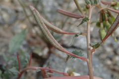 Chylismia claviformis aurantiaca