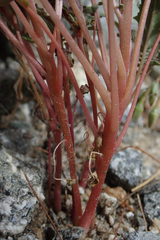 Chylismia claviformis aurantiaca