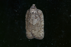 Acleris chalybeana