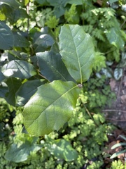 Quercus ilex