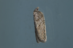 Acleris chalybeana