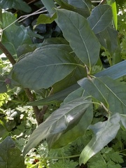 Quercus ilex