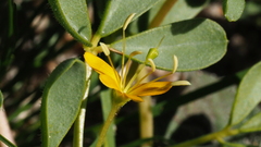 Cleomella obtusifolia
