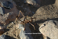 Acanthoplus discoidalis