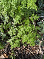 Anthriscus sylvestris