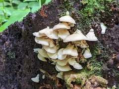 Flaviporus liebmannii