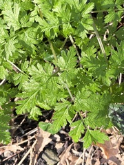 Anthriscus sylvestris