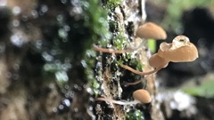 Mycena kuurkacea
