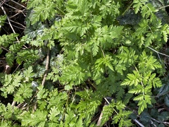 Anthriscus sylvestris