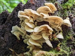 Flaviporus liebmannii