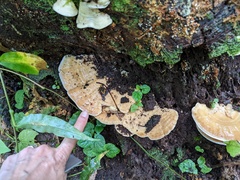 Flaviporus liebmannii