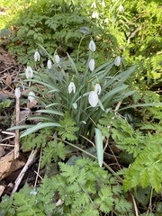 Galanthus nivalis