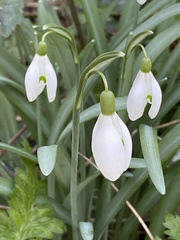 Galanthus nivalis