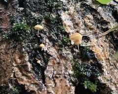 Mycena kuurkacea