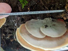 Flaviporus liebmannii